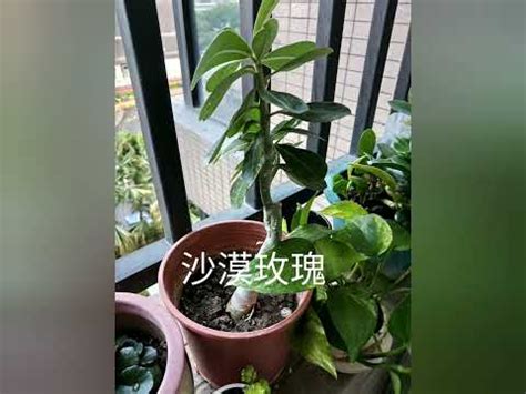 西曬陽台樹木|西曬陽台植物指南：選擇與照顧西曬陽台的大型植物